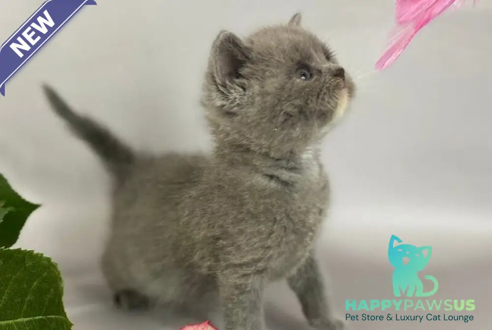 Adel British Shorthair female blue with white - live animals