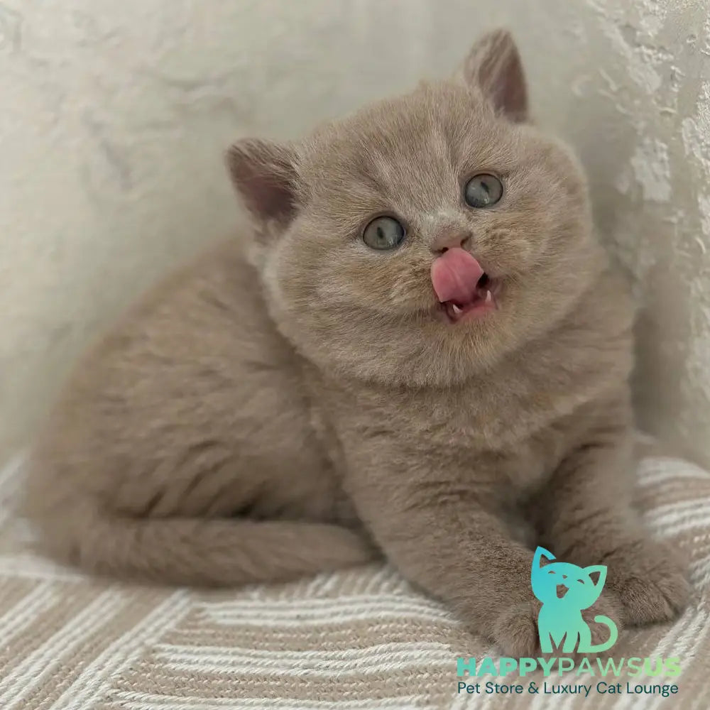 Adel British Shorthair female fawn - live animals