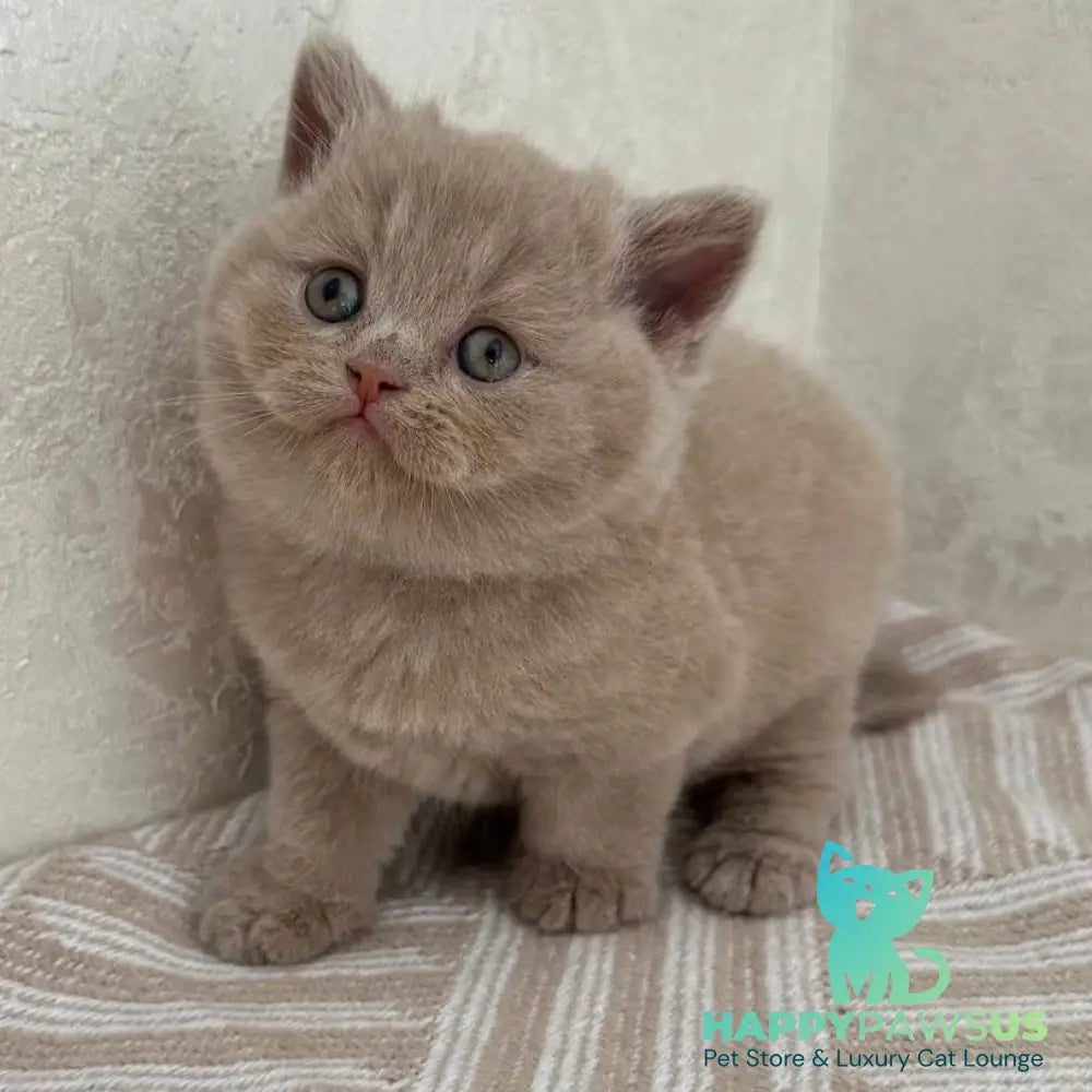 Adel British Shorthair female fawn - live animals