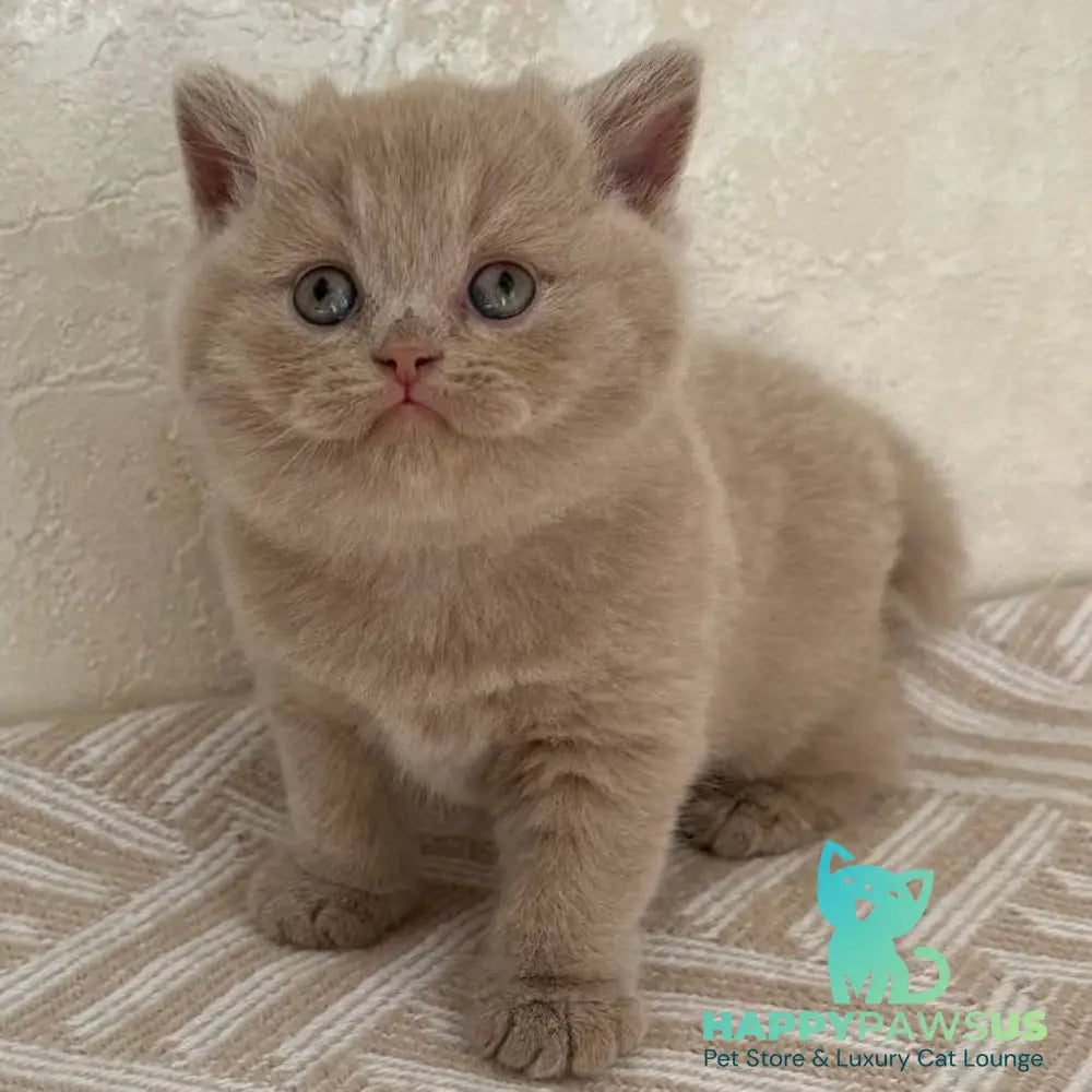 Adel British Shorthair female fawn - live animals