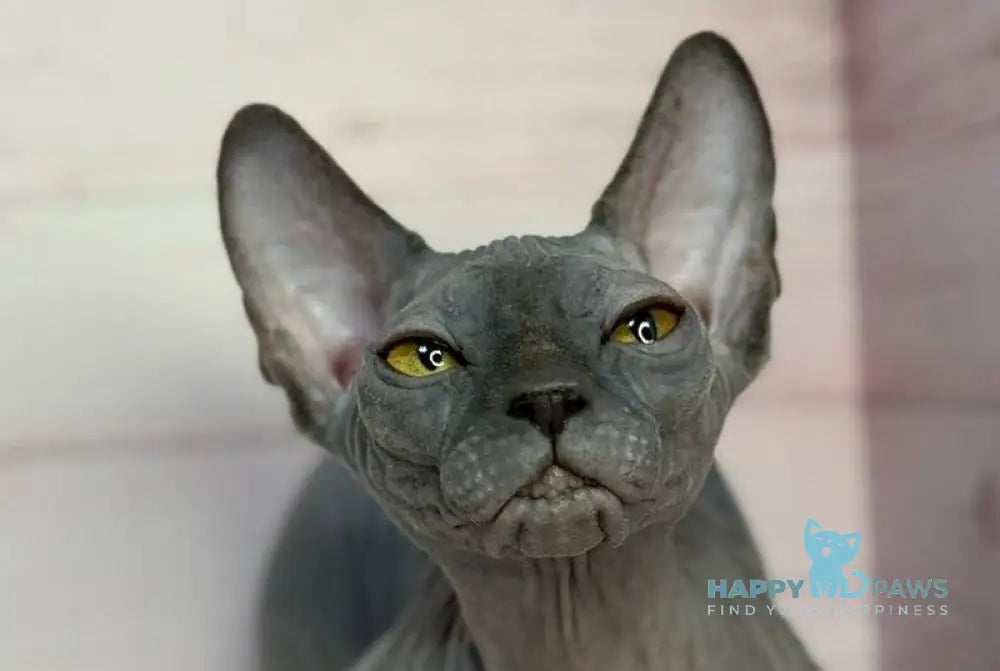 Adel Canadian Sphynx male blue live animals