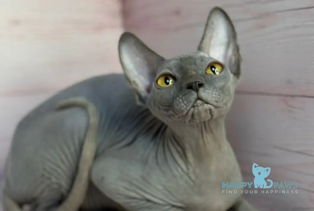 Adel Canadian Sphynx male blue live animals