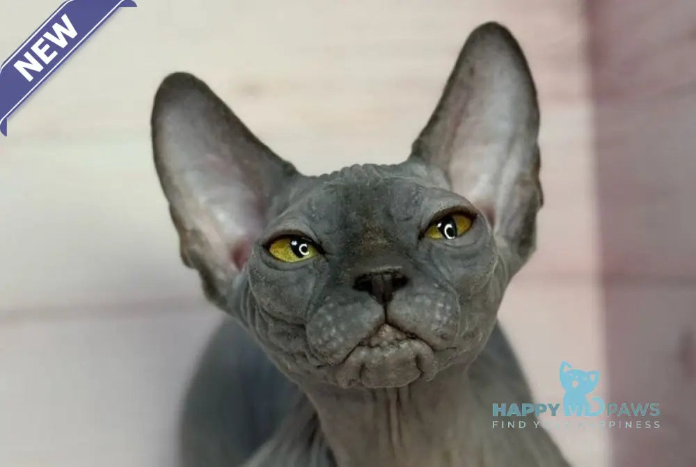 Adel Canadian Sphynx male blue live animals