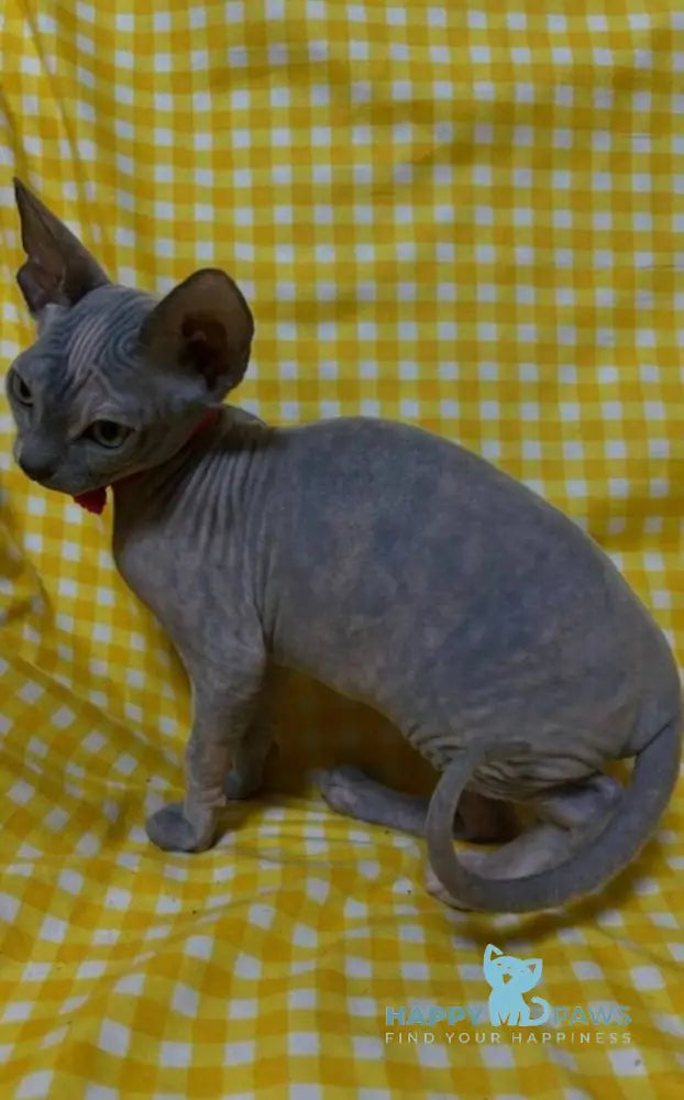 Adel Elf female blue tortie - live animals