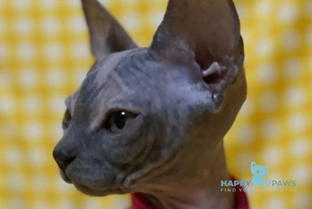Adel Elf female blue tortie - live animals