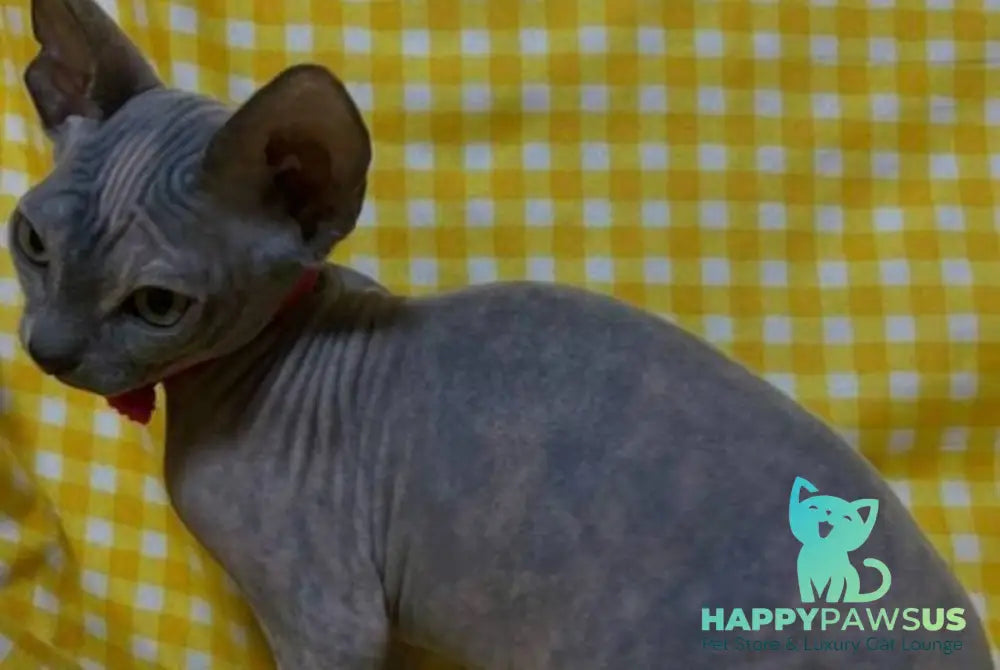 Adel Elf female blue tortie - live animals