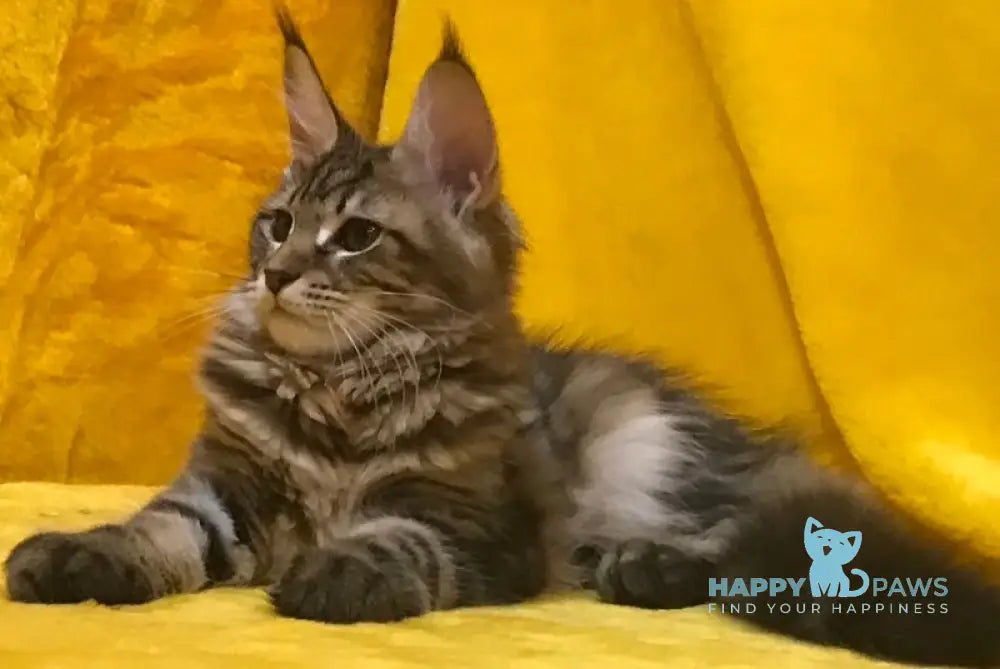 Adel Maine Coon female black tabby live animals