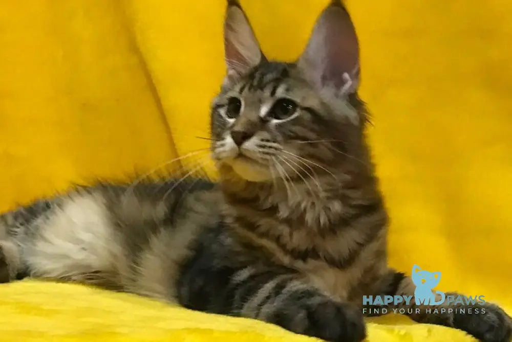 Adel Maine Coon female black tabby live animals