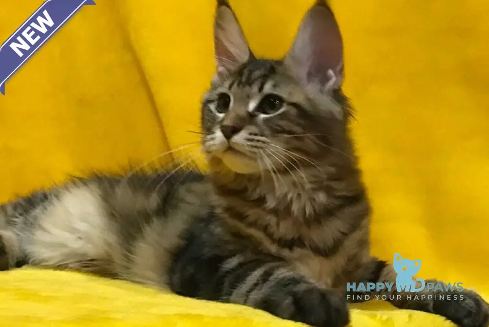Adel Maine Coon female black tabby live animals