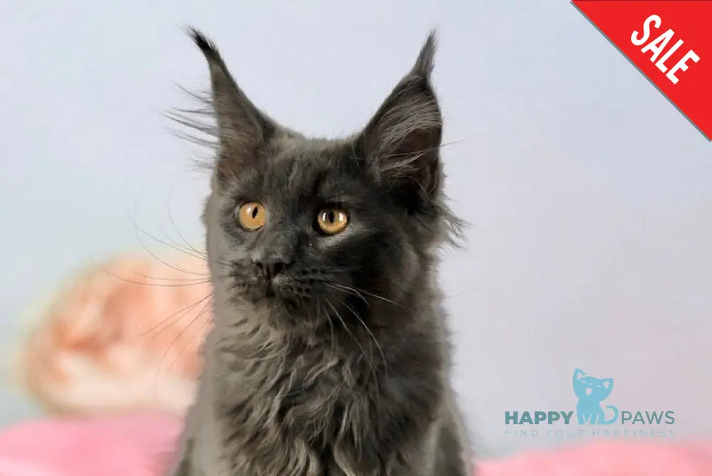 Adela Maine Coon female blue live animals