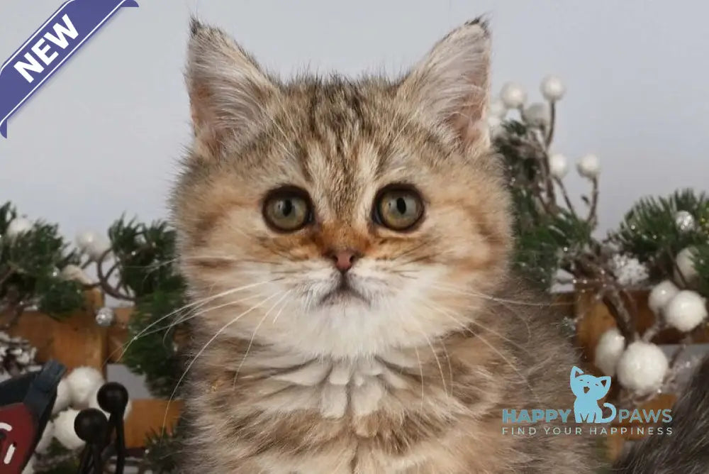 Adele British Shorthair female black tabby live animals