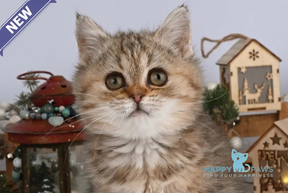 Adele British Shorthair female black tabby live animals