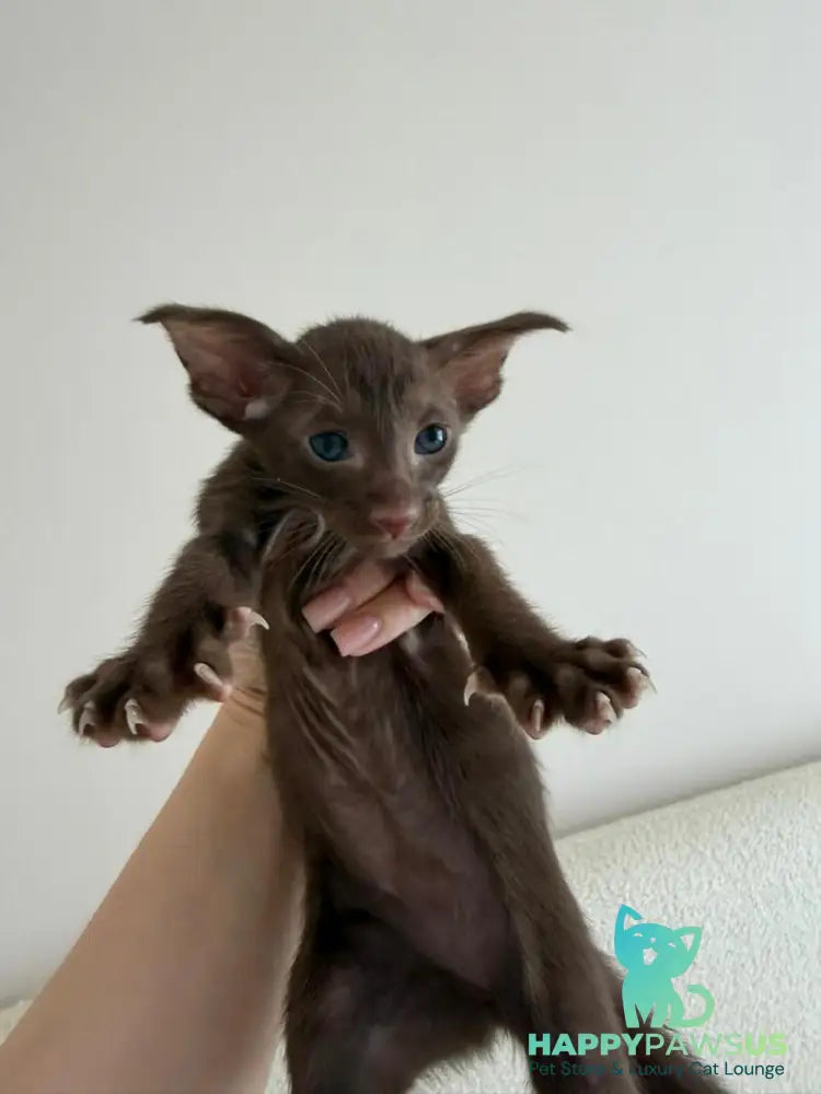 Adele Oriental Shorthair female chocolate - live animals