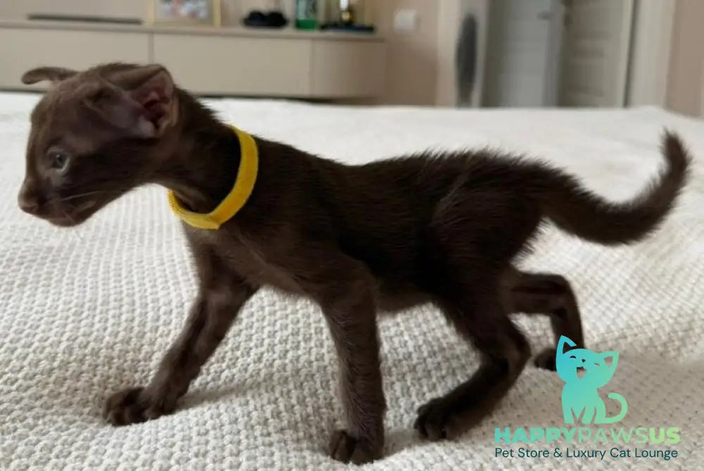 Adele Oriental Shorthair female chocolate - live animals