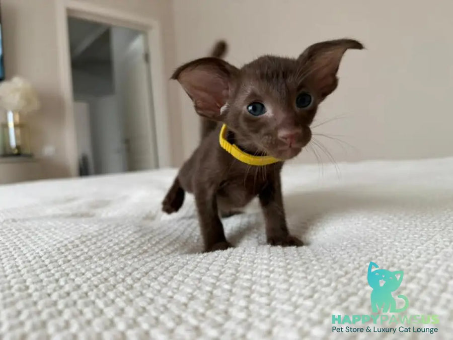 Adele Oriental Shorthair female chocolate - live animals