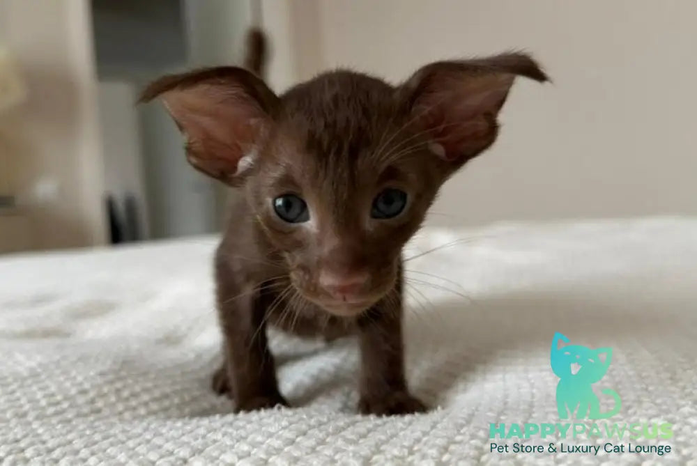 Adele Oriental Shorthair female chocolate - live animals