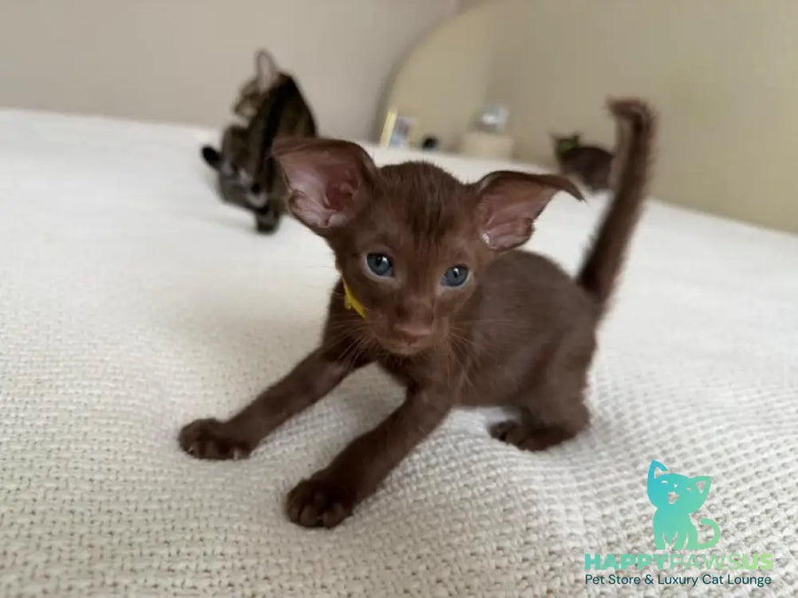 Adele Oriental Shorthair female chocolate - live animals