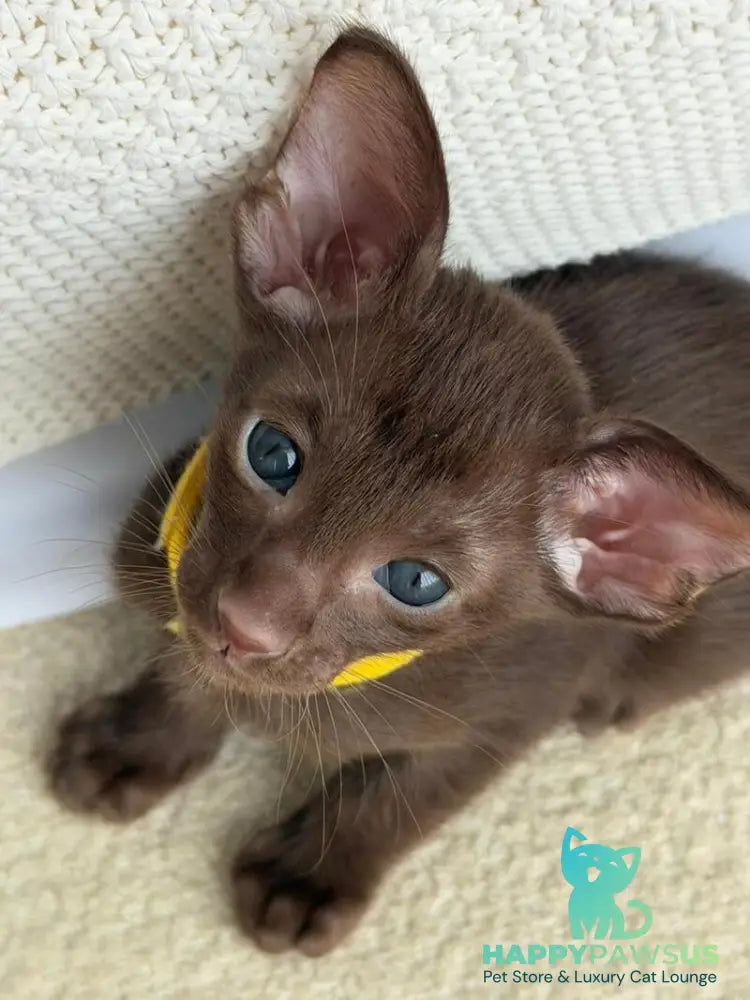 Adele Oriental Shorthair female chocolate - live animals