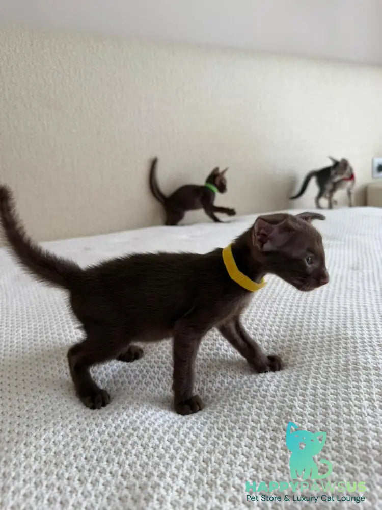 Adele Oriental Shorthair female chocolate - live animals