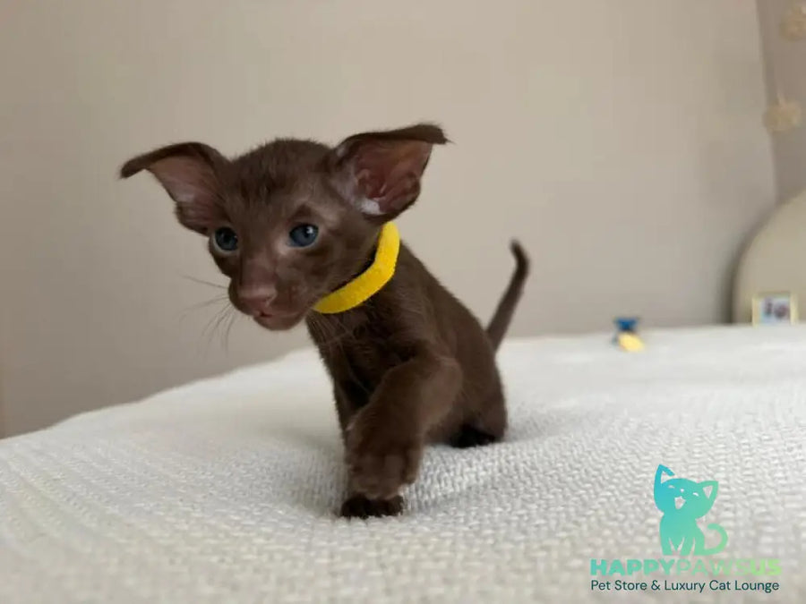 Adele Oriental Shorthair female chocolate - live animals