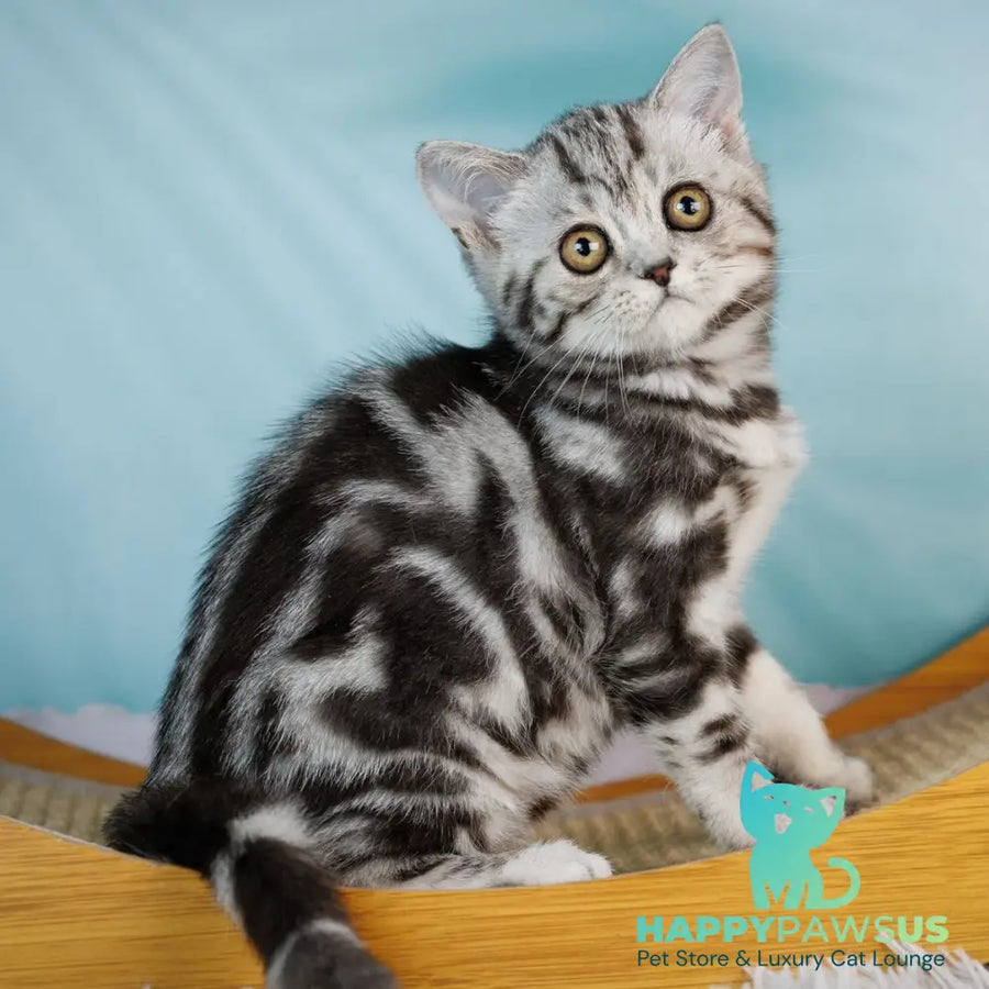 Adele Scottish Fold female black silver tabby - live animals