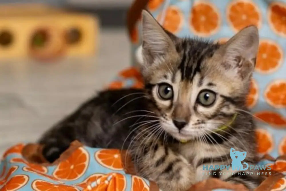 Adelina Bengal female black spotted tabby live animals