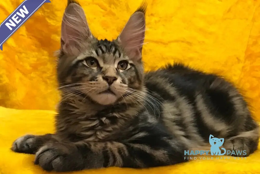 Adonis Maine Coon male black live animals