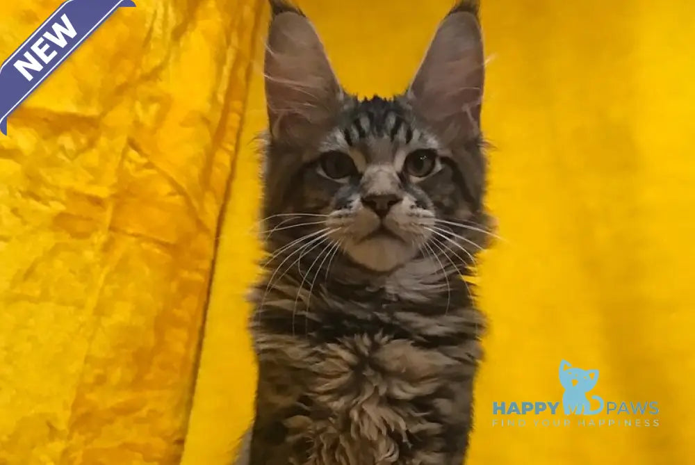 Adonis Maine Coon male black live animals