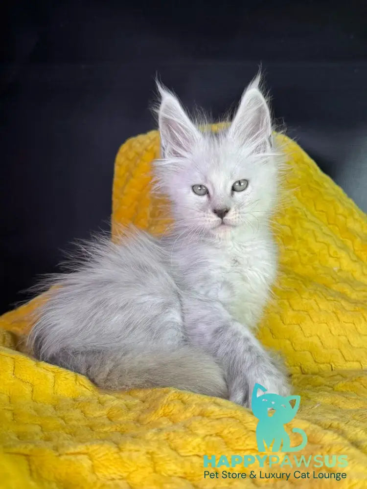 Adrian Maine Coon male black silver shaded - live animals