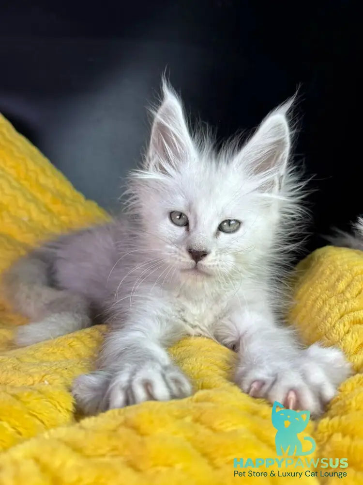 Adrian Maine Coon male black silver shaded - live animals
