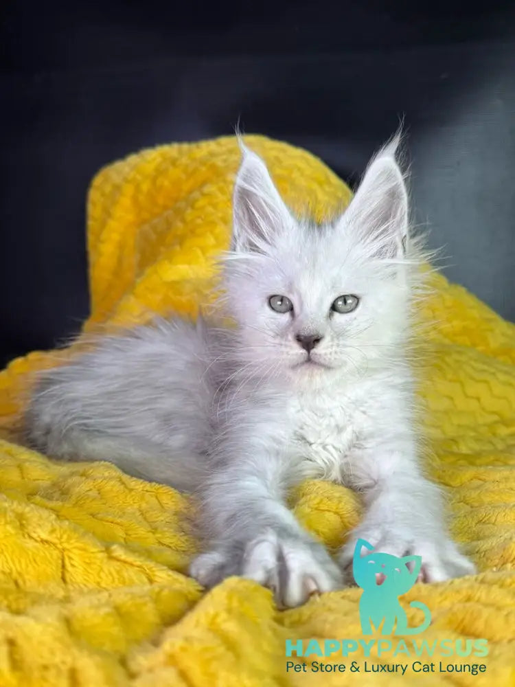 Adrian Maine Coon male black silver shaded - live animals