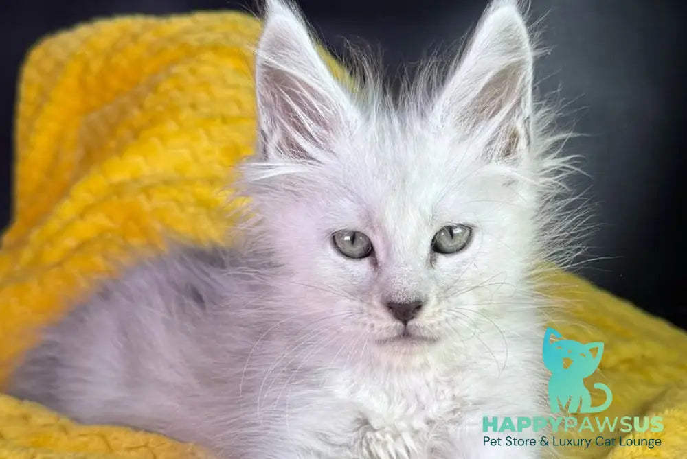Adrian Maine Coon male black silver shaded - live animals