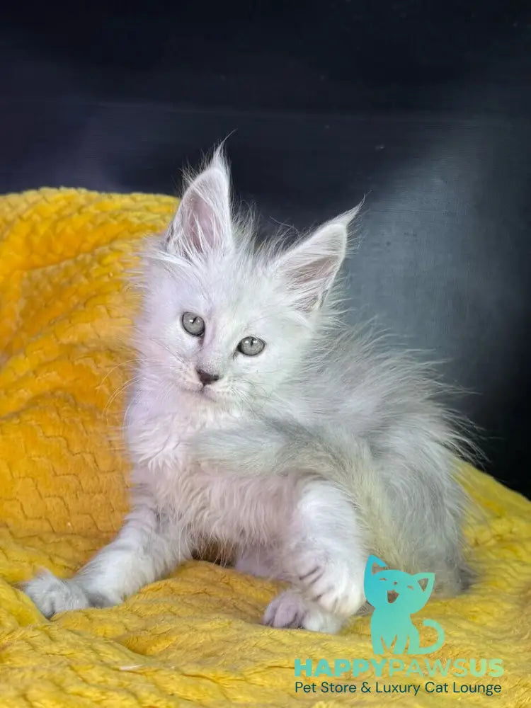 Adrian Maine Coon male black silver shaded - live animals