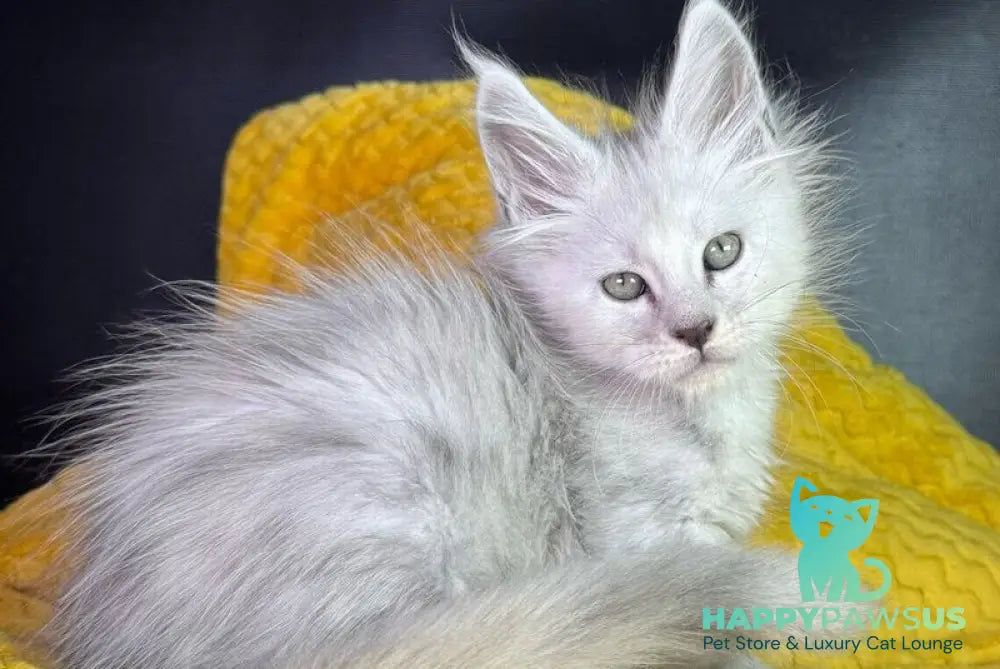 Adrian Maine Coon male black silver shaded - live animals