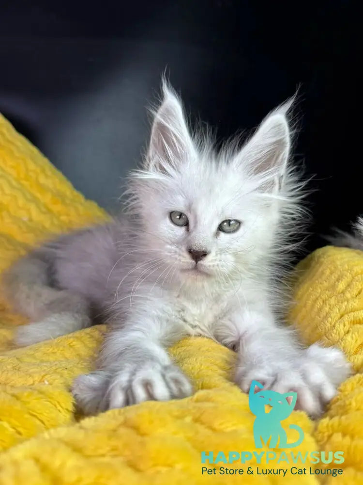 Adrian Maine Coon male black silver shaded - live animals