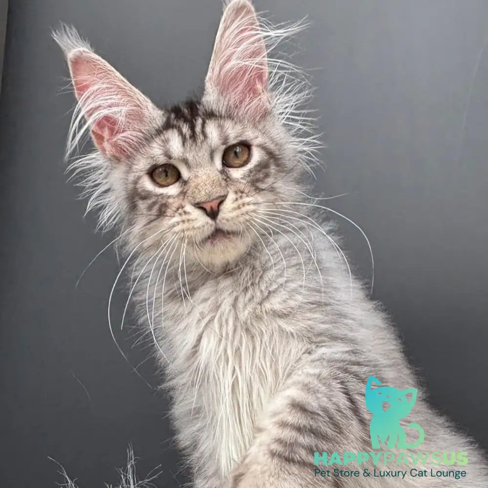 Adrian Maine Coon male black silver spotted tabby - live animals