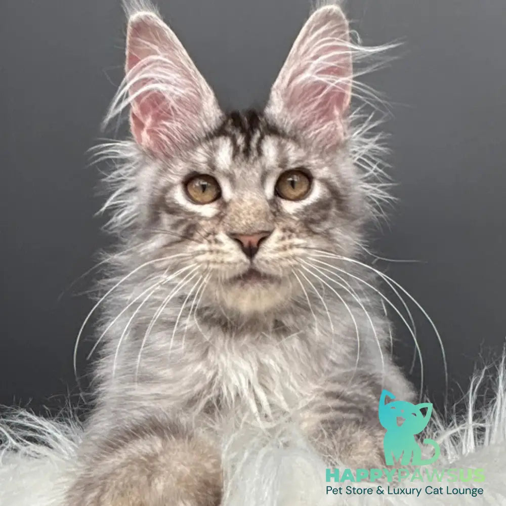Adrian Maine Coon male black silver spotted tabby - live animals