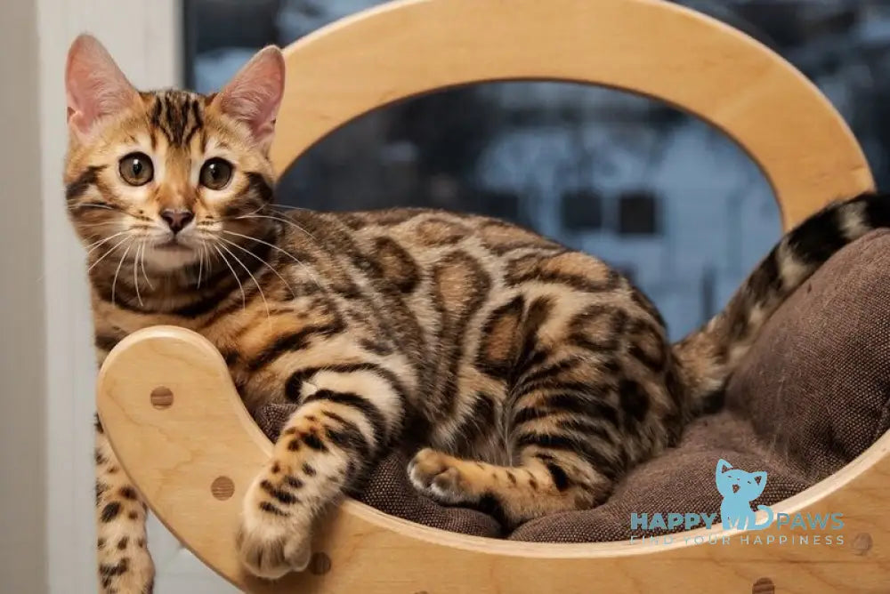 Adriana Bengal female black spotted tabby live animals