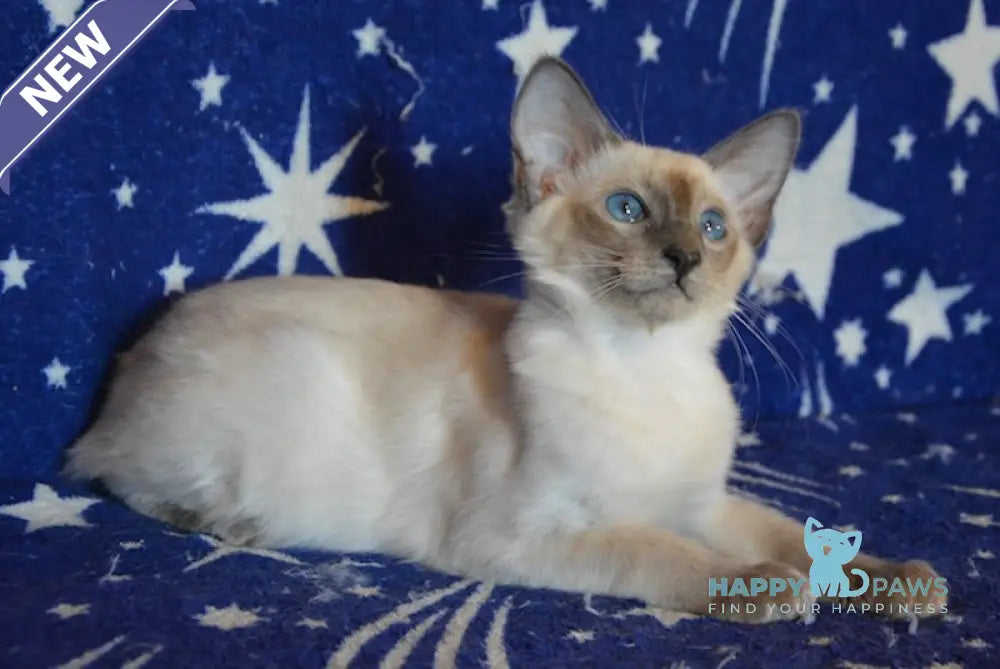 Afchie Balinese male blue pointed live animals