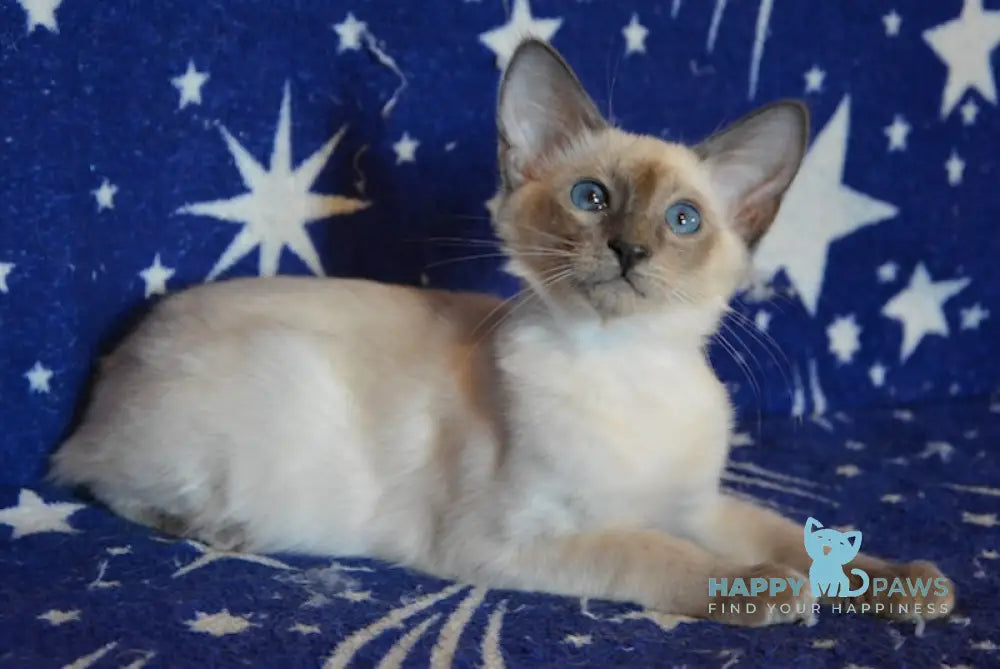 Afchie Balinese male blue pointed live animals