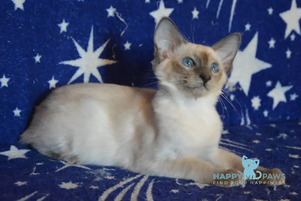 Afchie Balinese male blue pointed live animals