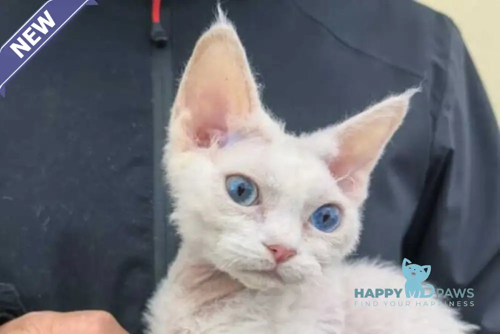 Afelija Devon Rex female white live animals