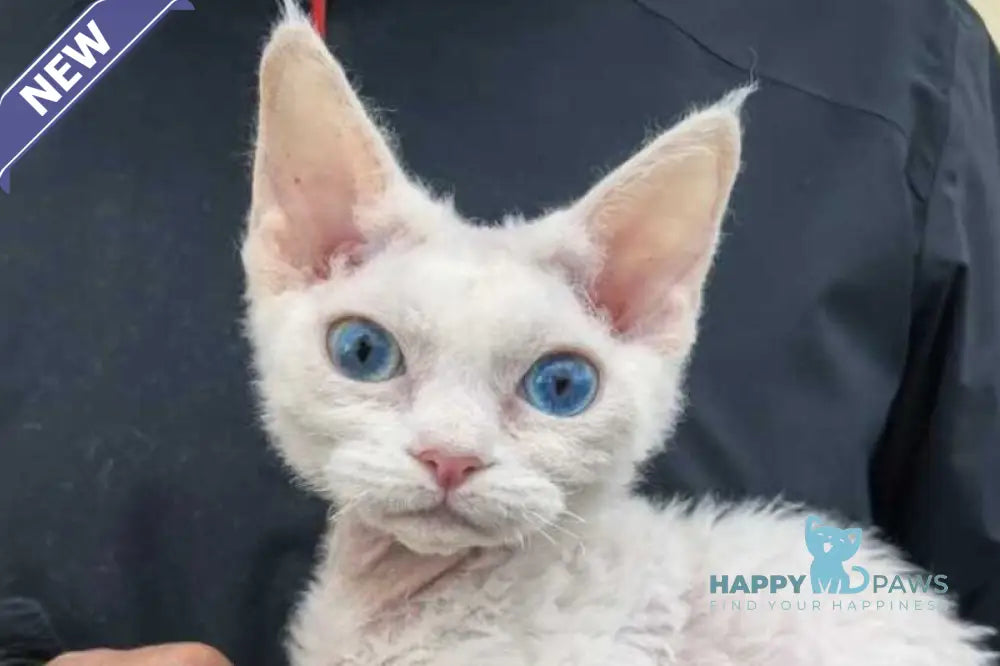 Afelija Devon Rex female white live animals