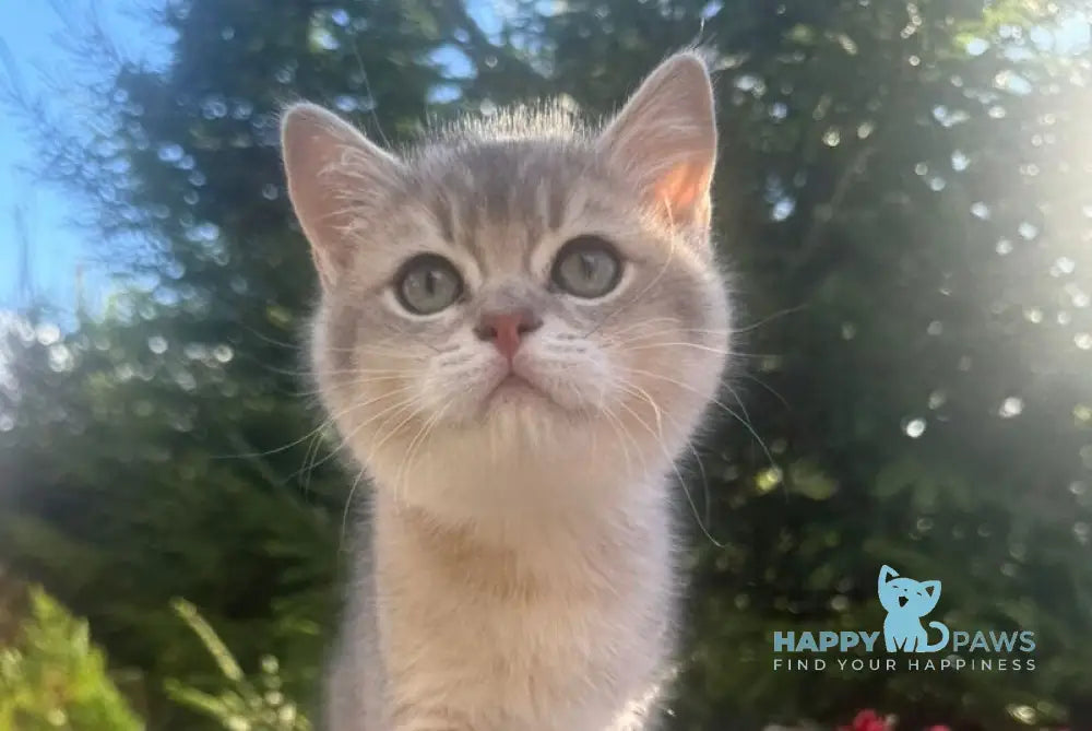 Affectionate Scottish Straight male blue golden shaded live animals