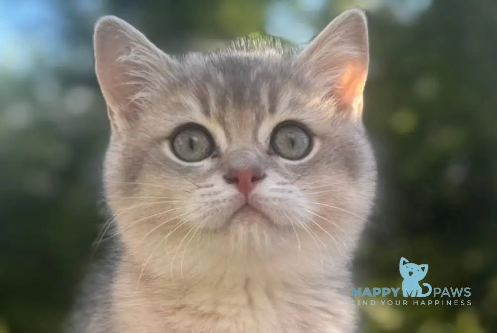 Affectionate Scottish Straight male blue golden shaded live animals