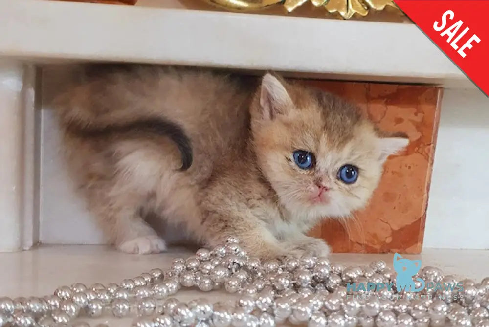 Afina British Shorthair female black golden shaded live animals