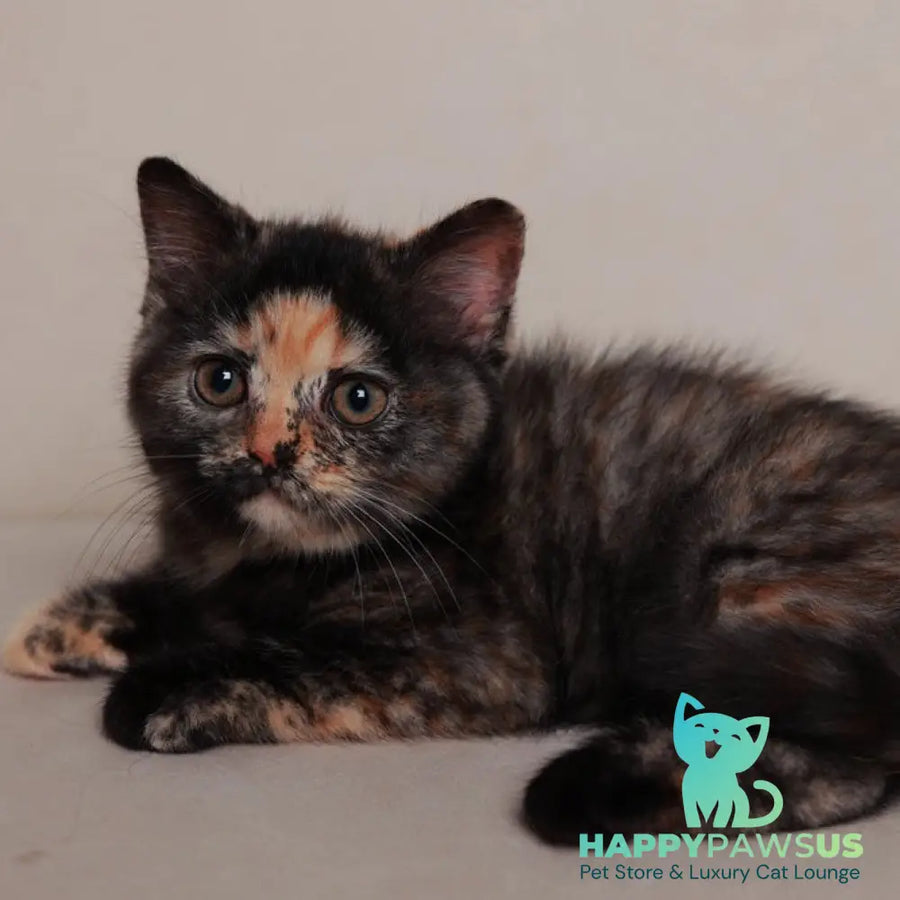 Afina British Shorthair female black tortie - live animals