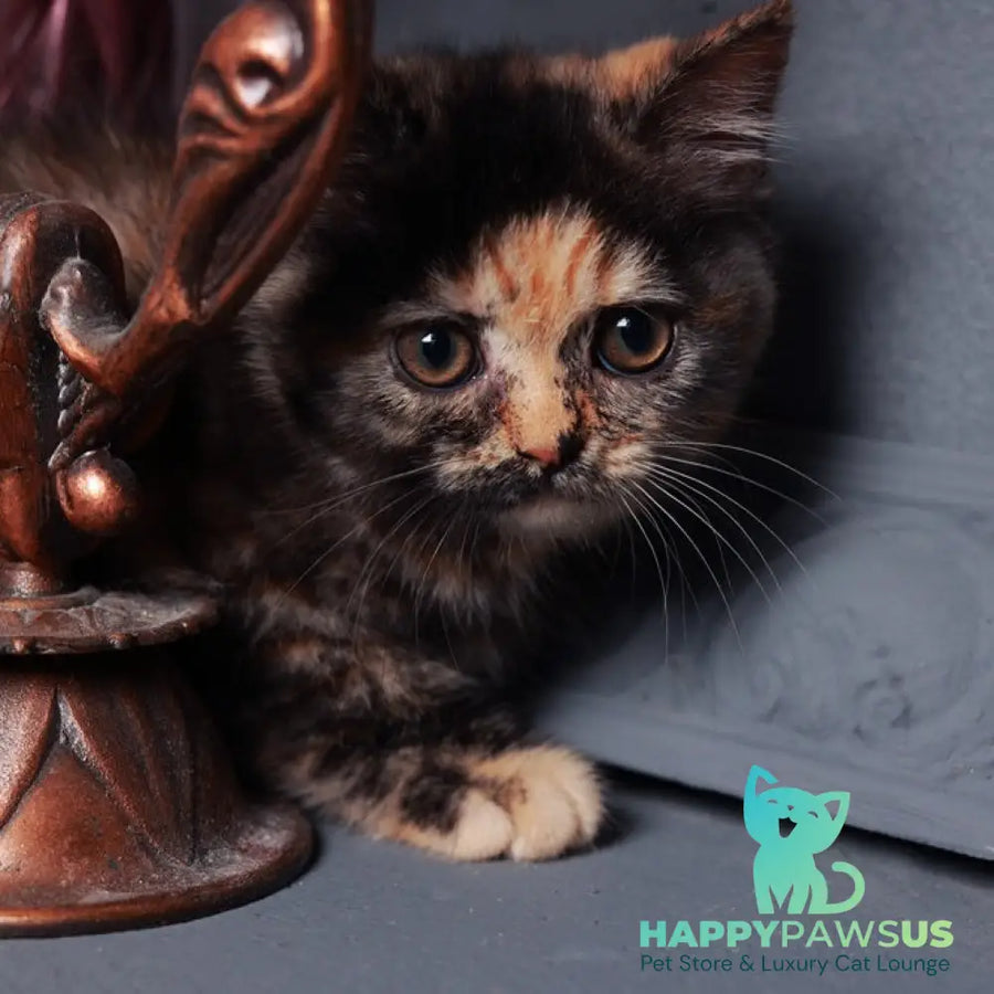 Afina British Shorthair female black tortie - live animals