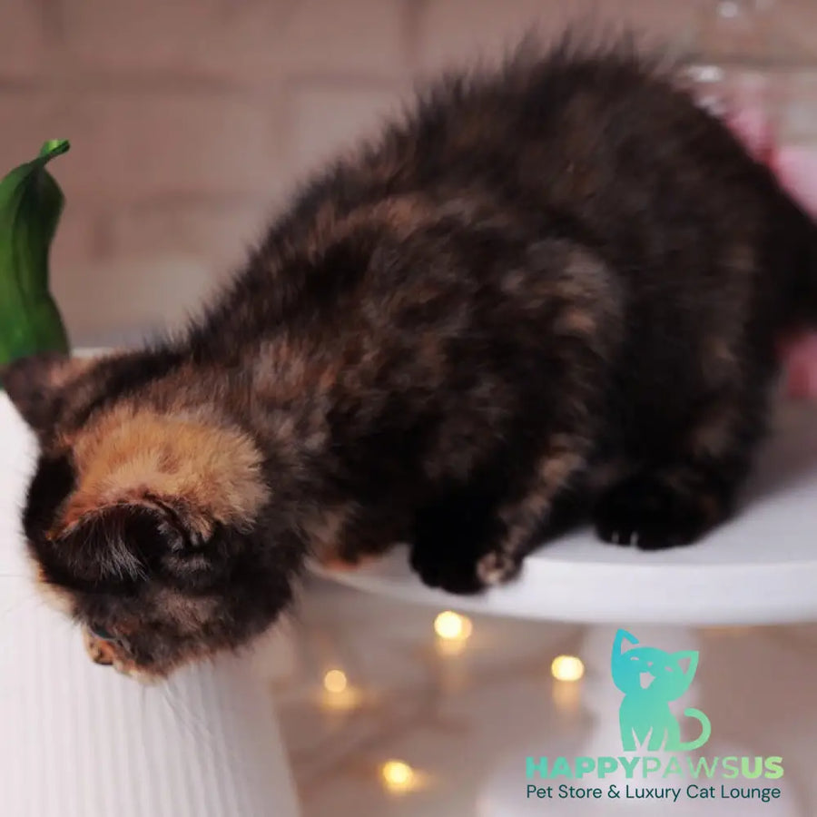 Afina British Shorthair female black tortie - live animals