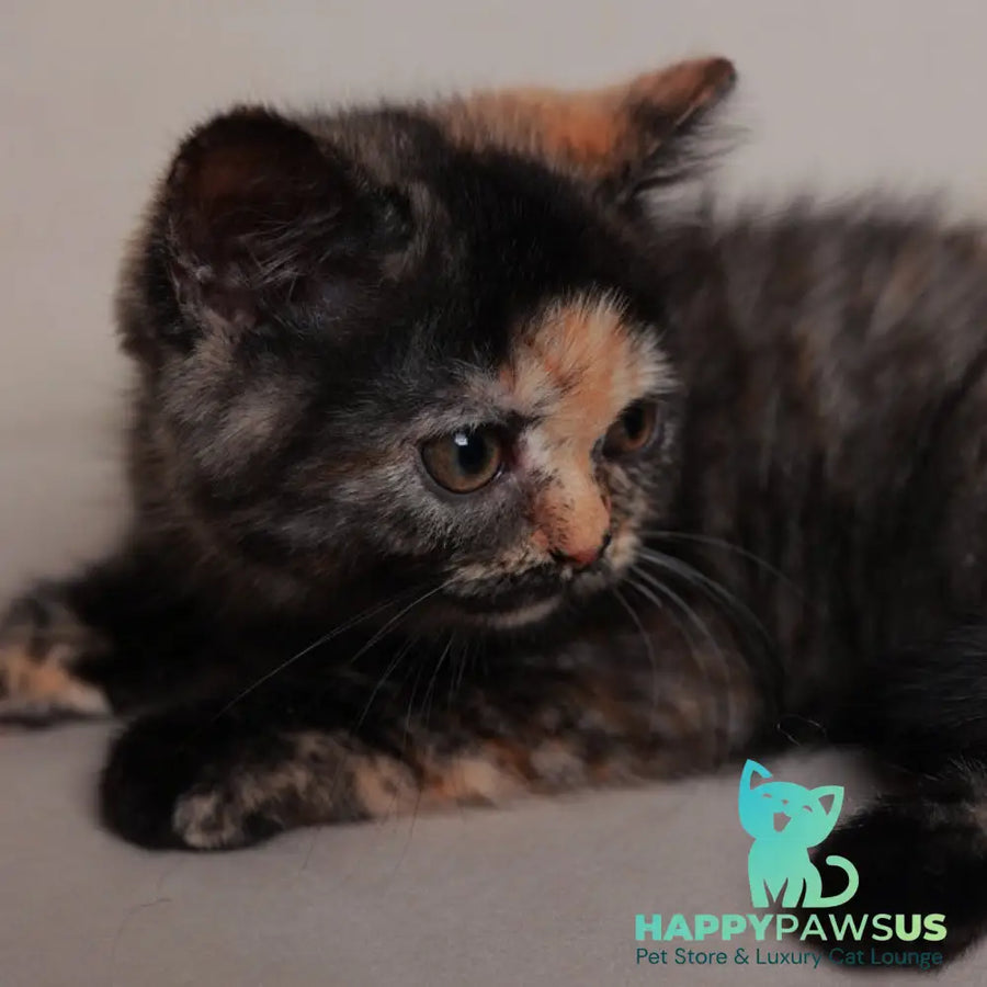Afina British Shorthair female black tortie - live animals